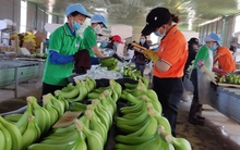Xuất khẩu chuối với giấc mơ tỉ đô