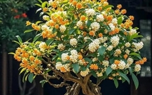 5 loại cây cảnh vừa dễ chăm vừa tượng trưng cho sự sung túc, giới nhà giàu mê mẩn