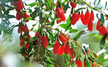 Việt Nam có loại quả được báo Anh ví như "kim cương đỏ": Bổ gan thận, cực tốt cho phái mạnh