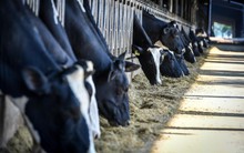 TH true MILK và khát vọng tự chủ nguồn sữa tươi nguyên liệu cho Việt Nam