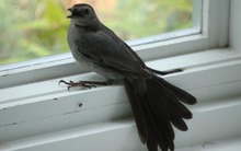 5 dấu hiệu nhà quý hơn cả vàng ròng, chuyển đi hay bán đều phí lộc trời ban