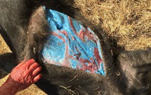 Thịt lợn rừng màu xanh dương: Câu chuyện kỳ lạ đằng sau một trong những bức ảnh khó hiểu nhất trên internet