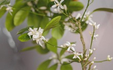 Ông bà dặn con cháu: Trong nhà có 9 cây như vòi rồng phun lộc, may mắn tiền tài tràn về không kịp hốt