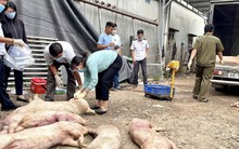 Ổ dịch tả heo châu Phi tăng 187%, Đồng Nai chỉ đạo "nóng"