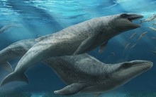 Lộ diện "cá voi lai cá mập" 26 triệu tuổi ở Úc