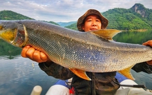 "Cọp nước" sông Đà: Hung dữ không loài cá nước ngọt nào sánh nổi; càng nặng càng đắt giá