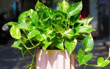 Người mệnh Thủy hợp trồng cây cảnh gì?