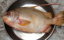 4 loại cá khó nuôi nhân tạo, thịt bổ không tanh, nhà giàu săn lùng từng con