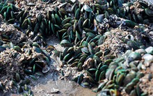 Một loại đặc sản quý của Việt Nam, xưa bám đầy ghềnh đá ít ai nhặt, nay được ví là “nhân sâm vùng biển”, người nước ngoài mê tít