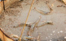 Lộ diện mặt hàng đầu tiên của Ấn Độ bị ảnh hưởng do mua dầu Nga: Nông dân bị ép giá 20%, đối thủ sắp hưởng lợi thế lớn