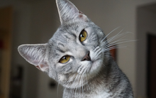 5 loài vật ghé nhà không chịu đi: Điềm báo phong thủy "tiền vào như nước"