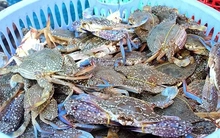 Cua ghẹ Việt Nam đắt nhất 10 năm qua, Trung Quốc mua nhiều nhất