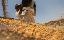 Mỹ - Nga đang đua nhau đưa một loại ‘báu vật nông sản’ vào Việt Nam: Thuế nhập khẩu 0%, nước ta đứng top ‘cá mập’ tiêu thụ của thế giới