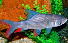 Báu vật sông Đà: Từng được tiến Vua, thuộc nhóm "Ngũ quý hà thủy", thế giới chỉ 3 nước có