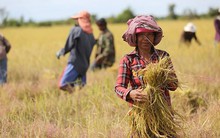 Giá ‘hạt vàng’ rớt thê thảm, chưa nổi 4.000 đồng/kg, còn rẻ hơn cả 1 viên kẹo, nông dân Campuchia sốc nặng: Thủ tướng đích thân vào cuộc