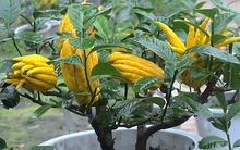 Ông bà xưa nói: Trồng được 1 trong 6 loại cây này trước nhà, tài lộc ắt sẽ ùn ùn kéo đến