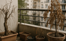 Đừng coi thường vài mét vuông ban công, để sai 5 vật này, tài lộc bay sạch