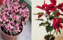 Người mệnh Hỏa hợp trồng cây cảnh gì?