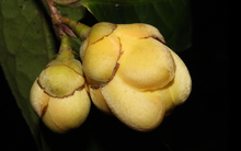 4 loài thực vật tưởng đã tuyệt chủng bất ngờ xuất hiện trở lại ở Việt Nam: có loài biến mất 100 năm mới thấy bóng dáng