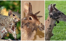 3 loài vật mọc 'sừng' kỳ dị liên tục xuất hiện giữa nước Mỹ: Cư dân lo sợ, giới khoa học vào cuộc giải mã