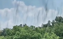 Cây cối ven Tây Hồ ở Trung Quốc đồng loạt liên tục "nhả khói", chuyên gia lập tức vào cuộc