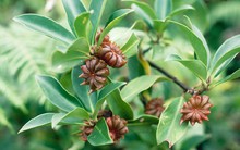 Việt Nam có sản vật ‘ngôi sao 8 cánh’ triệu đô: Có tác dụng gì mà được thế giới săn đón?