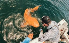 Phát hiện cá mập màu cam “có một không hai” khiến giới khoa học kinh ngạc