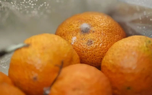 Trái cây hơi thối có ăn được không? Phóng to 600 lần, bạn sẽ thấy da đầu ngứa ran