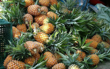 Phần dứa bị bỏ đi "phí nhất thế giới" giúp hạ huyết áp, ngừa ung thư, giải nhiệt hiệu quả