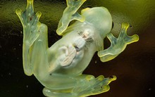 Loài vật kỳ dị bậc nhất thế giới, có thể nhìn xuyên thấu cơ quan nội tạng bên trong