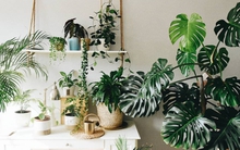 Người ở chung cư bí mật trồng 10 loại cây cảnh: là "máy lọc bụi mịn, bức xạ điện từ", lại hút lộc hút tài, nhà giàu rất chuộng