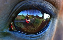 Loài động vật nguy hiểm nhất ở Úc không phải rắn độc hay cá sấu, mà là...