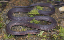 Ở độ cao 2.600 m trên đỉnh Fansipan: Phát hiện “báu vật sống” rất đặc biệt