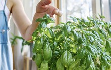 Các hộ gia đình ở Anh được khuyến khích đặt húng quế ở cửa sổ vào thứ Hai