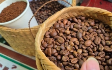 Giá cà phê hôm nay 29-8: Mạch tăng giá bị cắt, Mỹ trồng cà phê