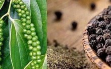 Giá hồ tiêu hôm nay tăng mạnh, chạm mốc 153.000 đồng/kg