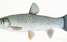 1 bộ phận của cá chứa cực nhiều độc chất: Lắm người ‘vô tư’ lấy để bồi bổ khiến cơ thể phải ‘trả giá đắt’