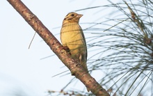 Phát hiện 2 “báu vật sống” cực kỳ quý hiếm đang bên bờ tuyệt chủng tại Vườn Quốc gia Bái Tử Long