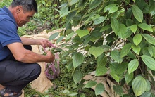 Giá tiêu hôm nay 31-8: Những yếu tố đẩy giá