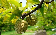 Mất mùa na đặc sản, nông dân Hải Phòng thất thu tiền tỷ