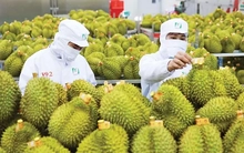 Xuất khẩu sầu riêng vào 'khuôn khổ' mới