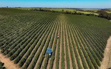 Mỹ 'quay lưng' đánh thuế 50%, quốc gia BRICS lập tức tìm thấy 'cứu tinh' cho mặt hàng then chốt, mở rộng cửa cho 183 công ty xuất khẩu