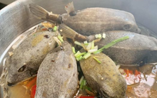 Việt Nam có loài cá nhìn như thuỷ quái, thịt ngon hơn cả gà, giá đến tiền triệu vẫn cháy hàng