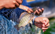 Ruộng hoang biến thành "mỏ vàng" nhờ nuôi sản vật chục triệu USD; Mỹ, Nga đua nhau nhập về