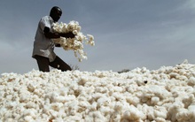 Hàng trăm nghìn tấn 'vàng trắng' từ Mỹ ồ ạt đổ bộ Việt Nam với giá siêu rẻ: nhập khẩu tăng hơn 100%, nước ta tiêu thụ 1,5 triệu tấn mỗi năm