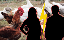 Cặp vợ chồng không thể ly hôn vì lấn cấn với 53 con gà, vịt, ngỗng: Thẩm phán đưa ra phán quyết