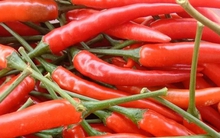 Tác dụng của quả ớt ít ai ngờ đến