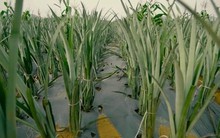 Nga, Mỹ đua nhau nhập khẩu “hoa hậu trái cây” của Việt Nam: Đây là loại quả nước ta xuất đi hơn 100 nước