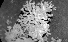 NASA phát hiện dấu vết của “san hô” hàng tỷ năm tuổi trên sao Hỏa