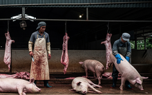 Sự thật phía sau lò mổ gia súc của bà Nguyễn Thị Thanh Huyền